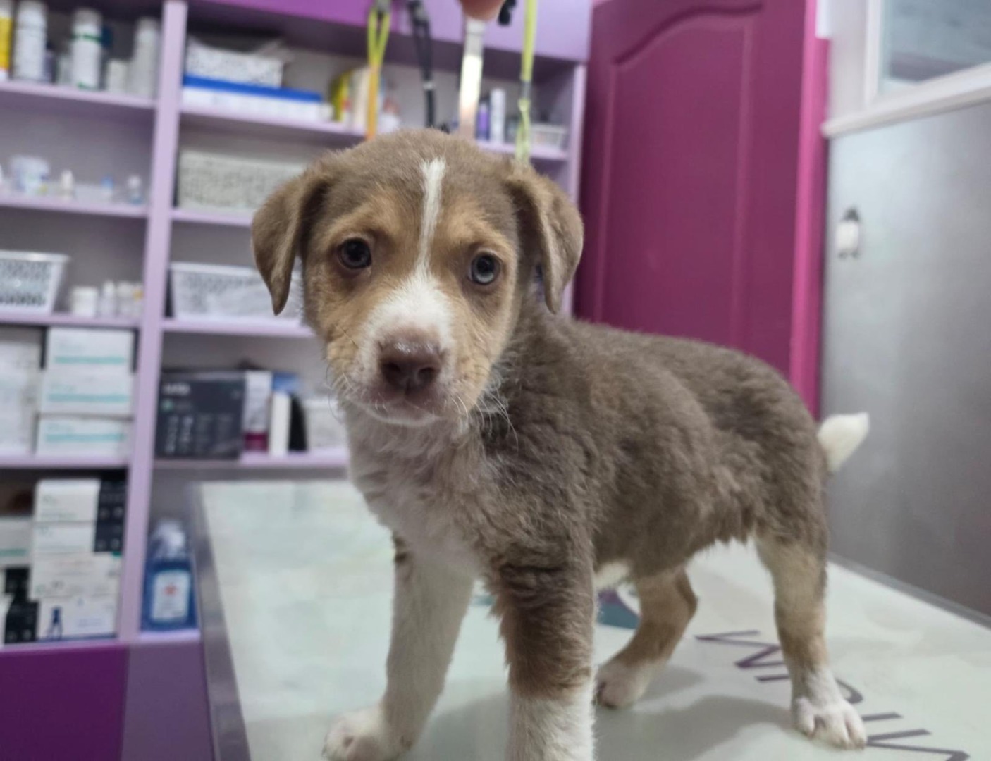 pui de câine, maro cu alb, și ochi albaștri