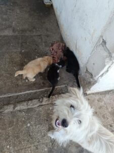 514686891_910293291276381_7267642230125011767_n