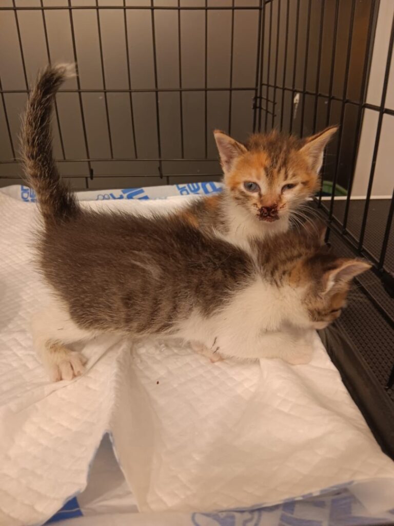 515446384_748175574245737_4225941705780084887_n