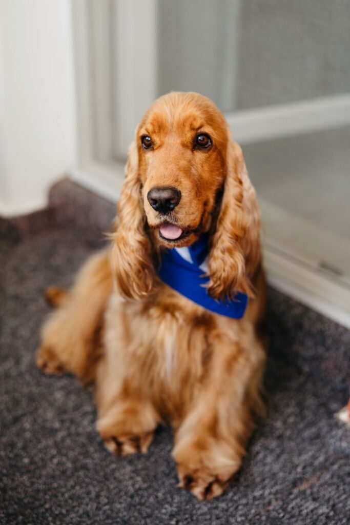 enzo-allenzo-cavaler-de-onoare