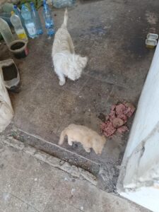 515900514_1256932379117482_1891230615435951508_n