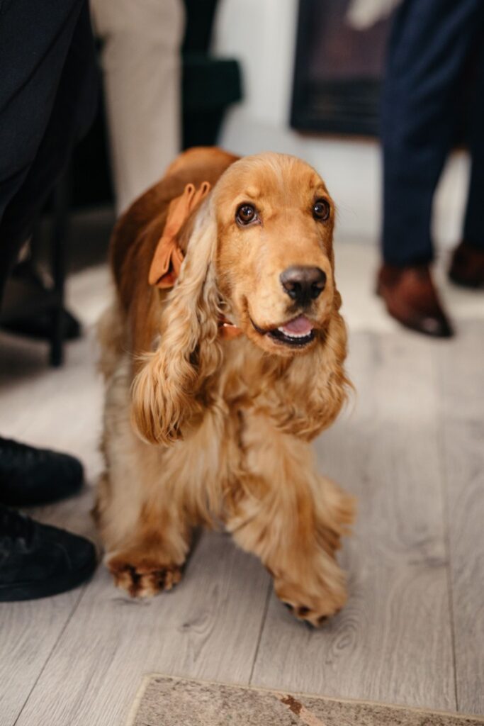 enzo-allenzo-cavaler-de-onoare