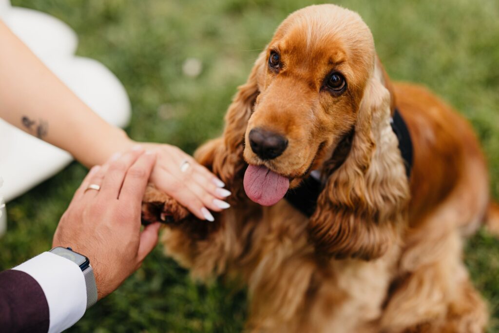 enzo-allenzo-cavaler-de-onoare(1)