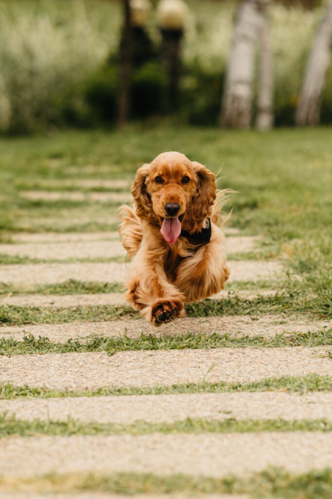 enzo-allenzo-cavaler-de-onoare