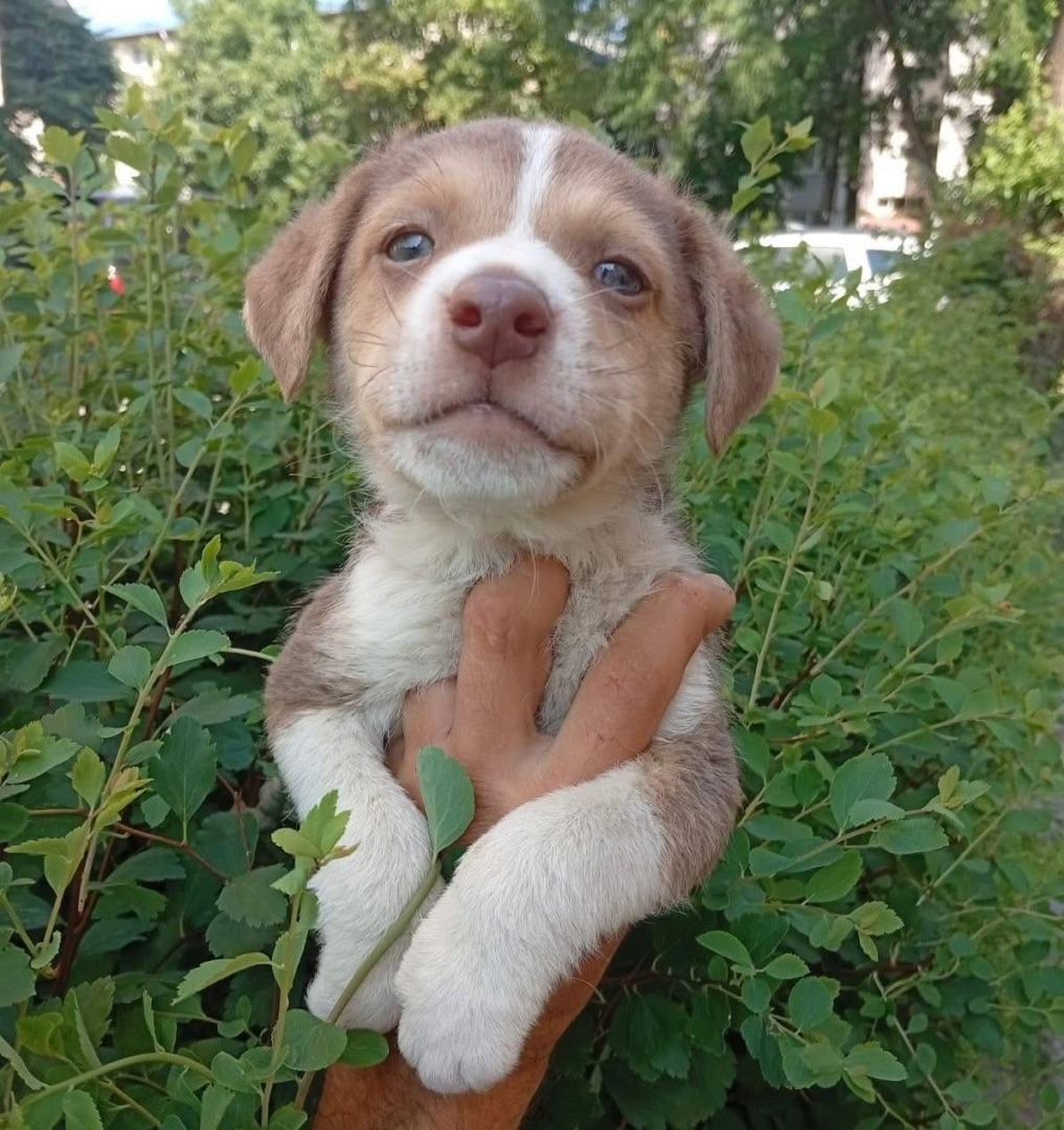 pui de câine, maro cu alb, și ochi albaștri