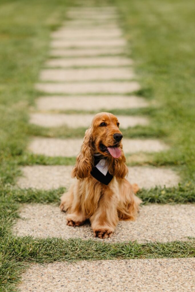 enzo-allenzo-cavaler-de-onoare