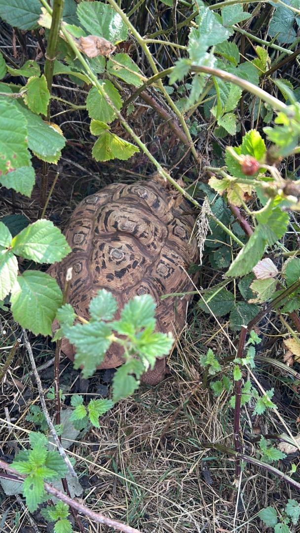 523155236_1562054201850280_6783896644343500815_n