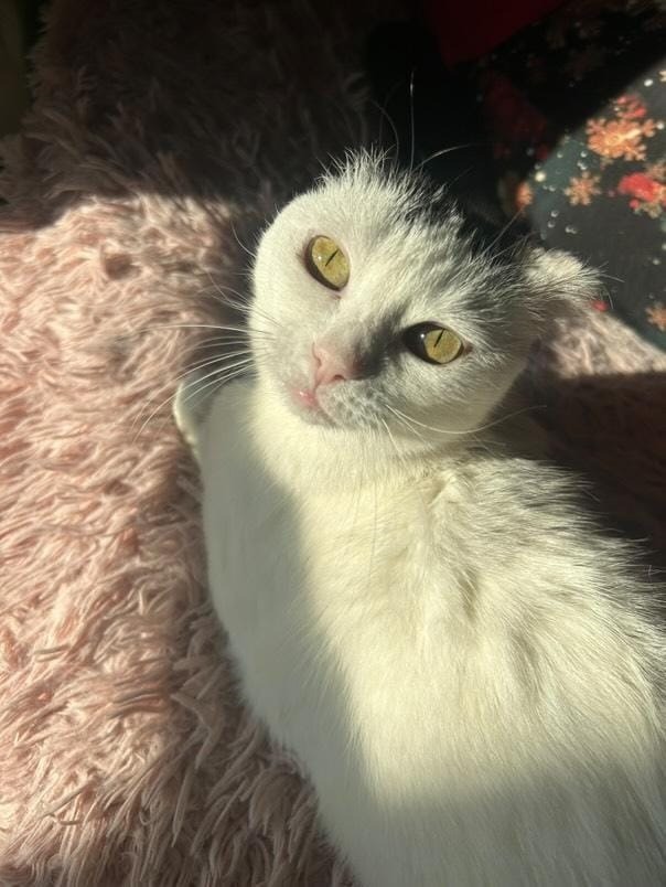 68fdfe8d-c2ee-4a34-a924-0f33b9ce5032