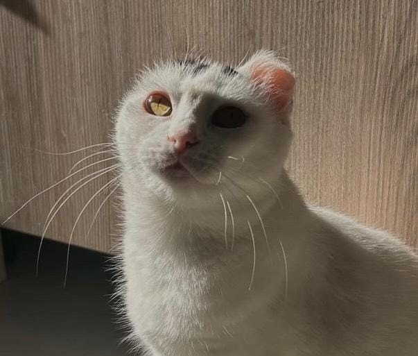 87be5fae-4776-4609-b886-db0c59ca7cea