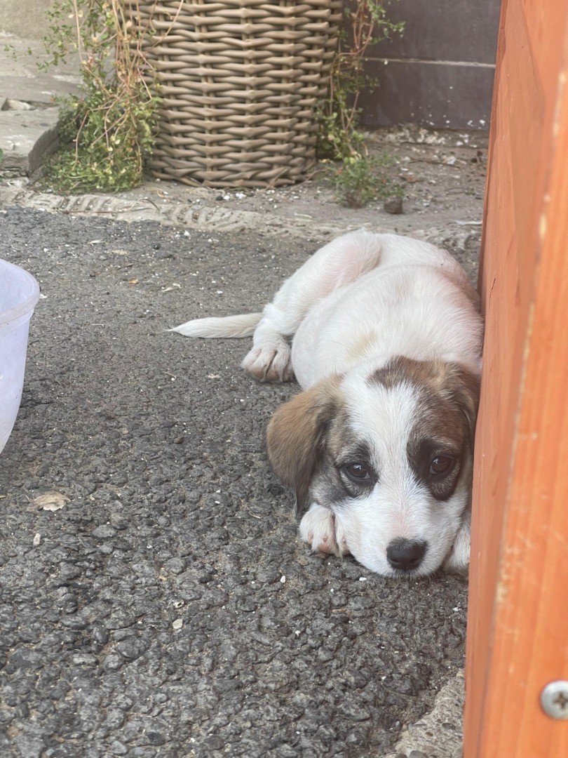 8fda95dc-7ab5-44fc-ae59-0af192092f05