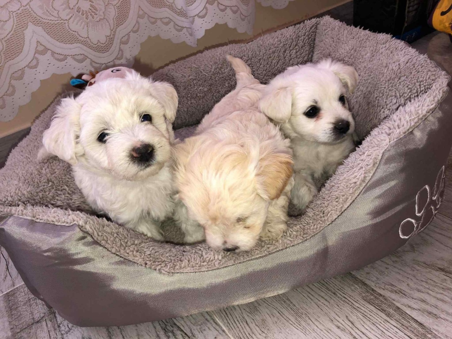 9f1bfeb2-d69d-4c74-9b01-4eb1304b36fc