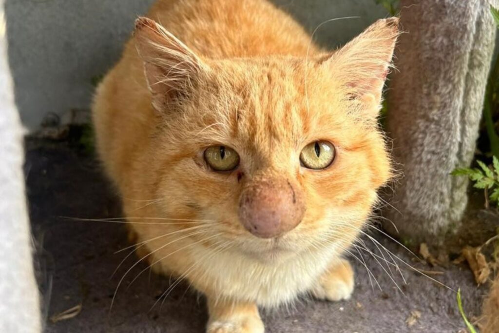 Pisică nu nasul umflat