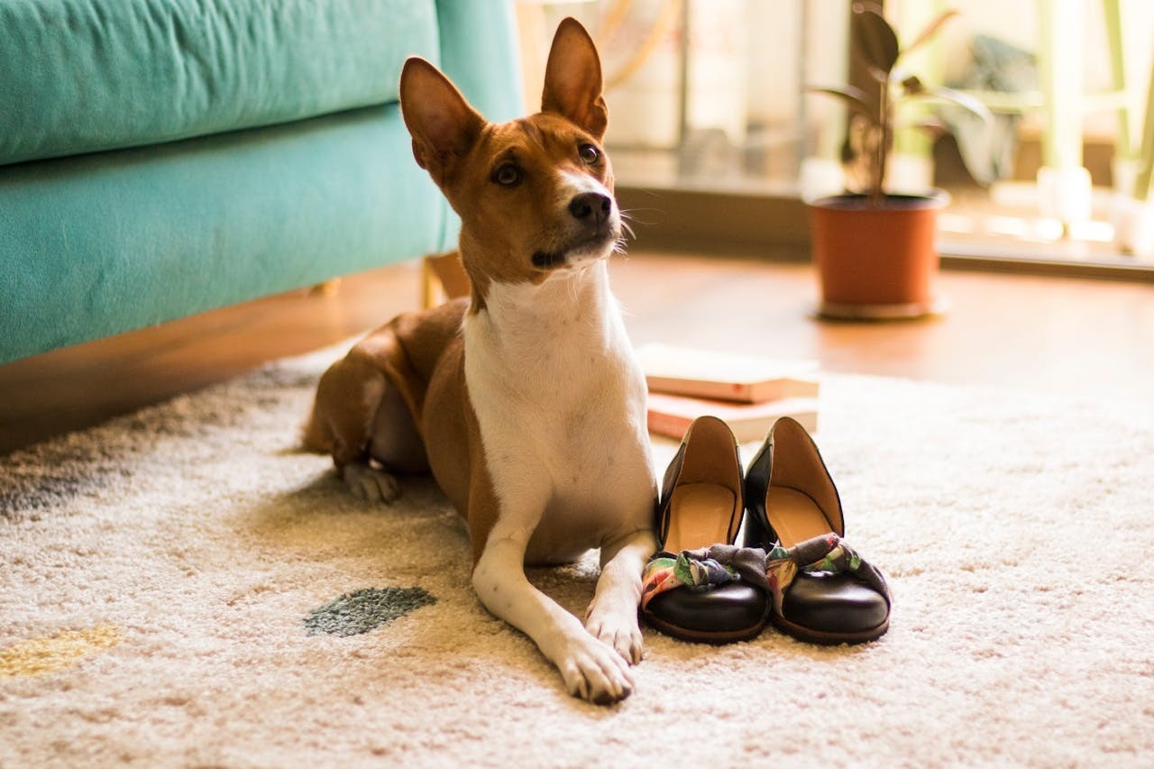 cainele Basenji