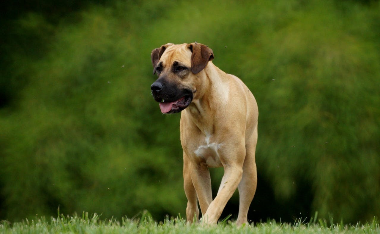 cainele Boerboel