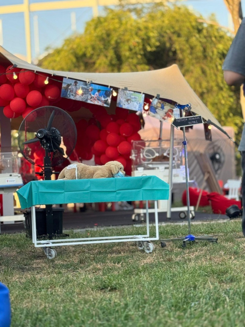 Târg de adopții la Neversea