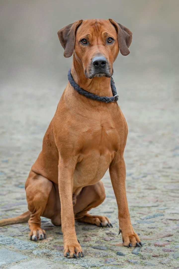 cainele Rhodesian Ridgeback