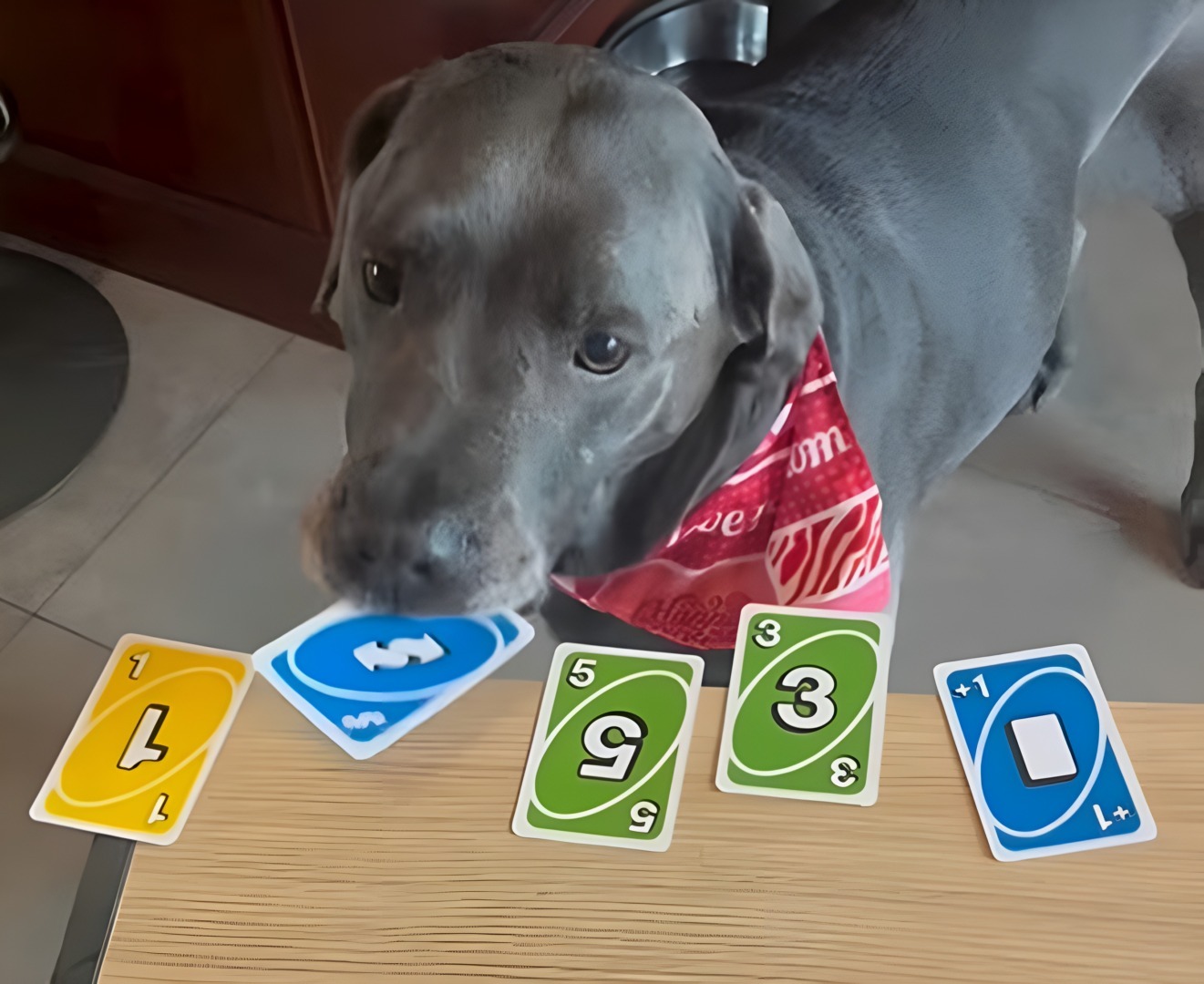 Un câine alege o carte UNO de pe masă