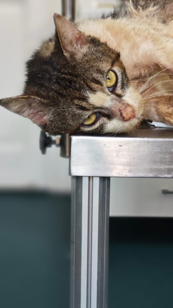 WhatsApp Image 2025-06-27 at 11.52.42 (4)