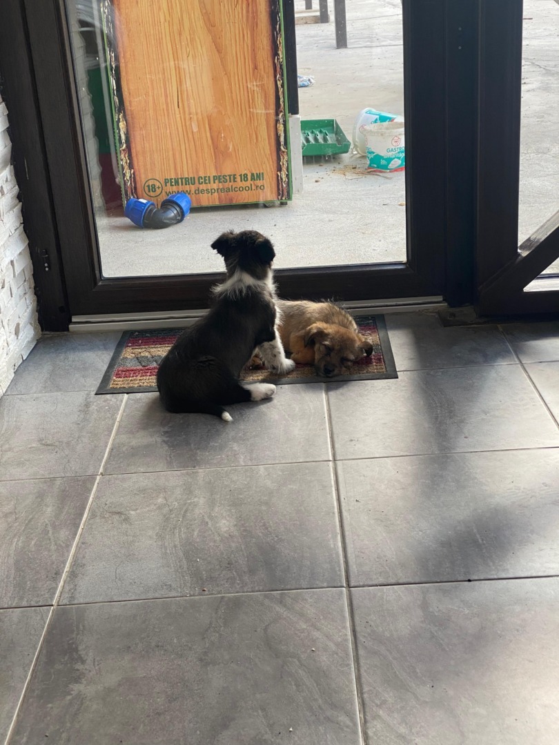 a48dda85-def0-4a19-9aa0-c751bc16ead3