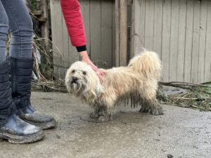 caine salvat din inundatiile de la Brosteni