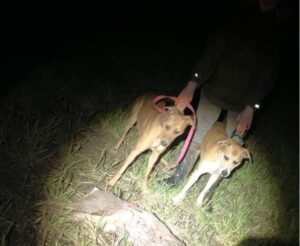 Doi câini atacă un animal