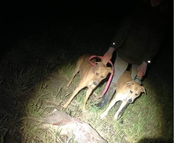 Doi câini atacă un animal