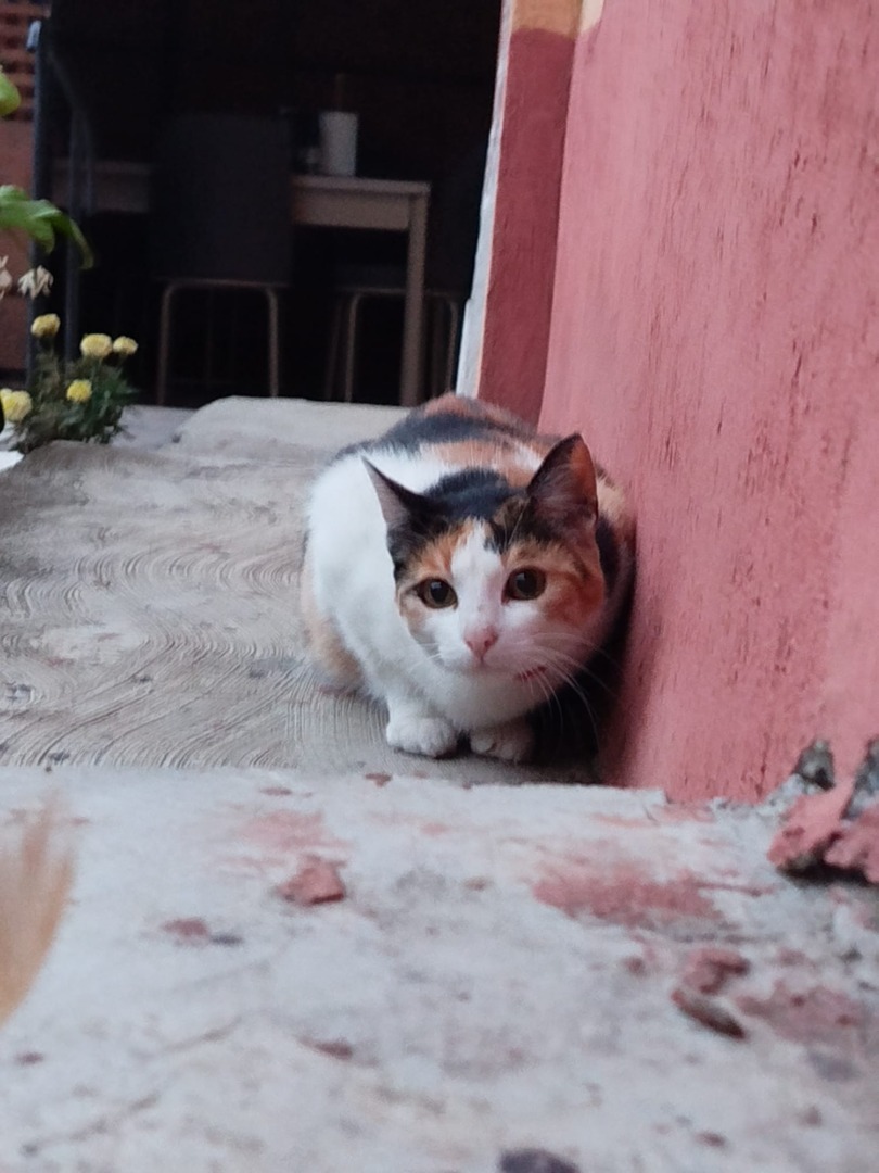 b0c909dd-9863-451e-87ab-e672678babd2