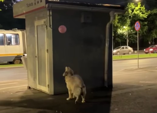 Un câine se joacă cu un balon