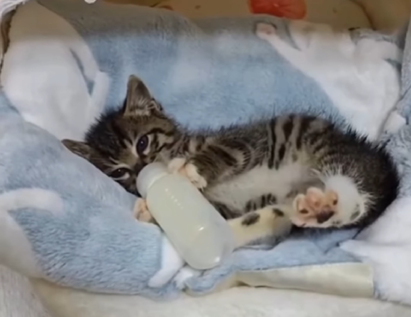 Un pisoi bea lapte din biberon