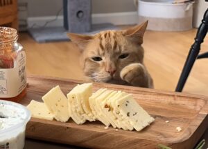 O pisică portocalie îninde lăbuța spre feliile de brânză de pe masă
