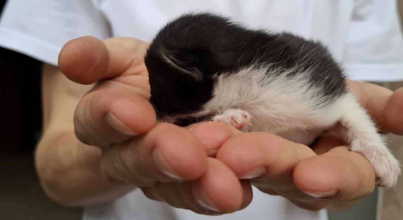 Pisicuță ținută în palme