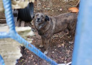Câine în spatele unui gard