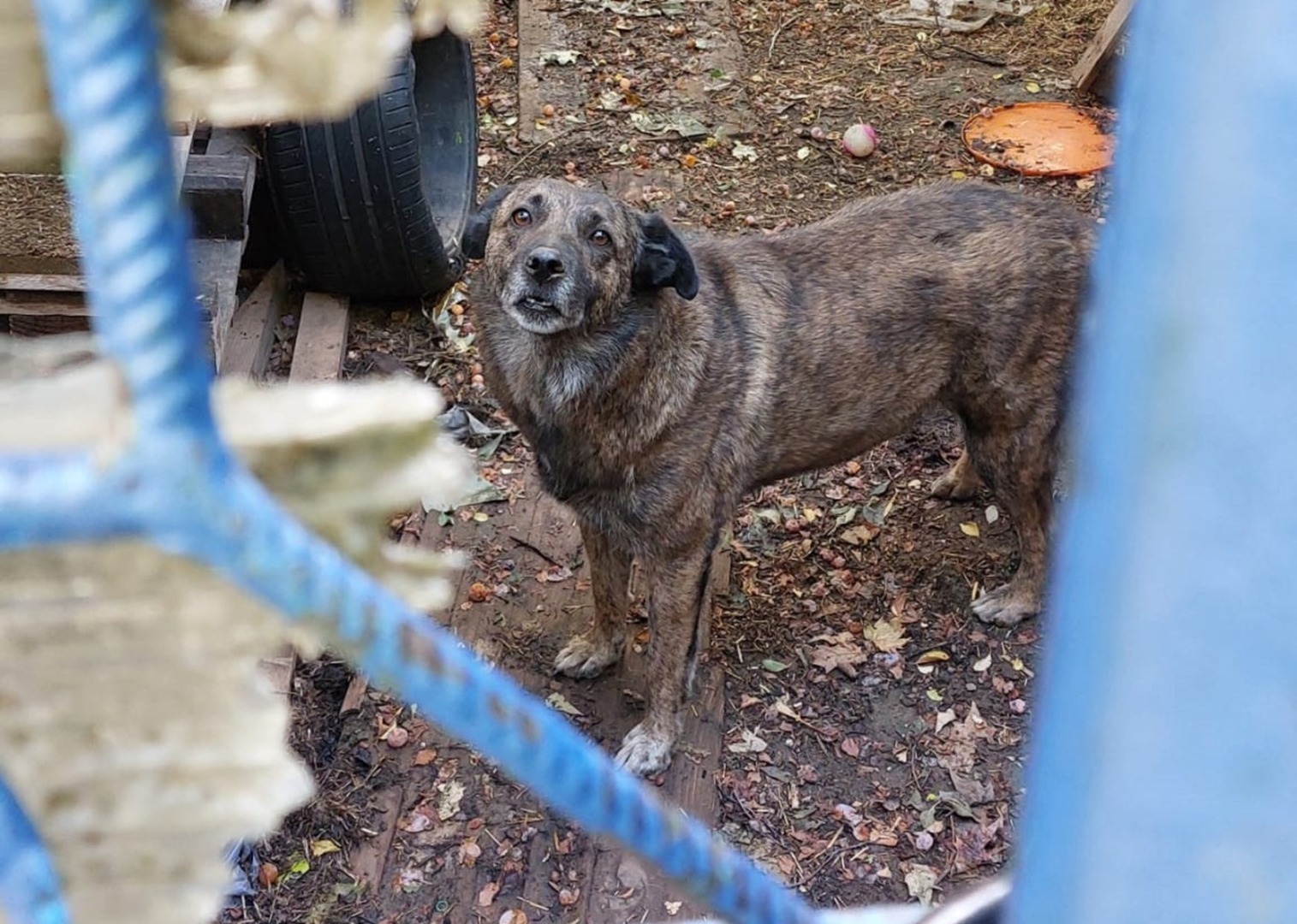 Câine în spatele unui gard