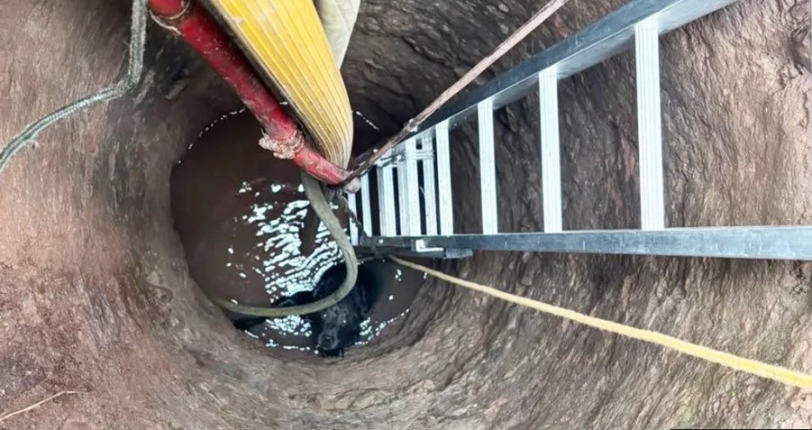 caine cazut in fantana