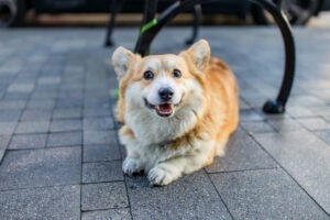 Câine Corgi
