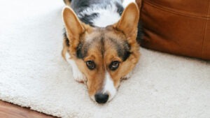 Un câine stă cu botul pe labe pe covor.