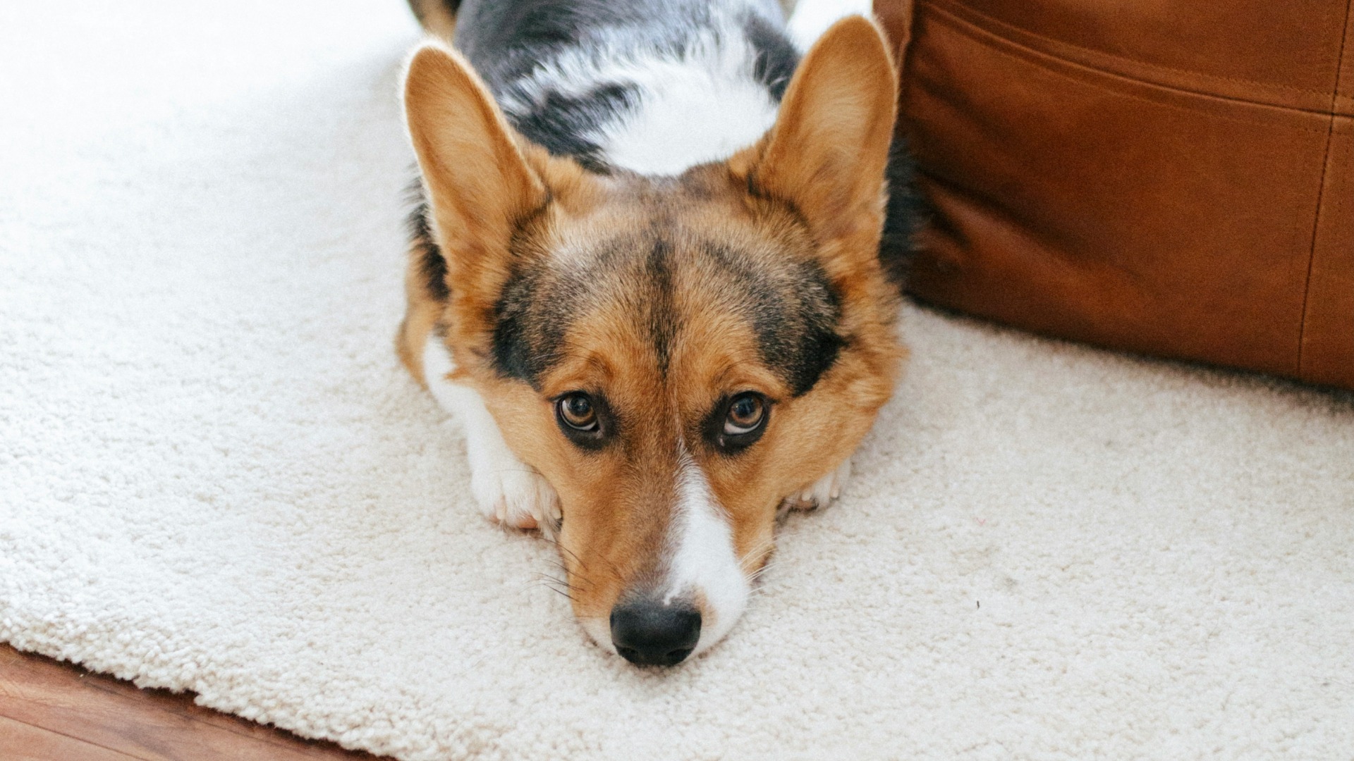 Un câine stă cu botul pe labe pe covor.