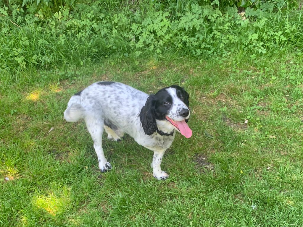 Câine fără un picior