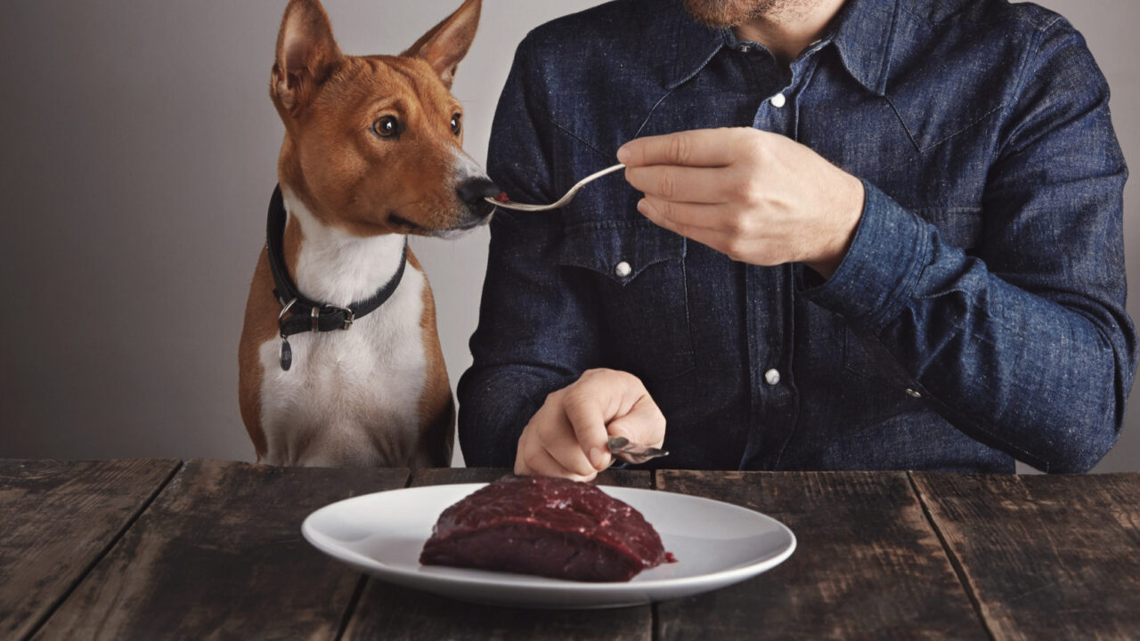 Un bărbat îi dă câinelui să mănânce carne dintr-o farfurie