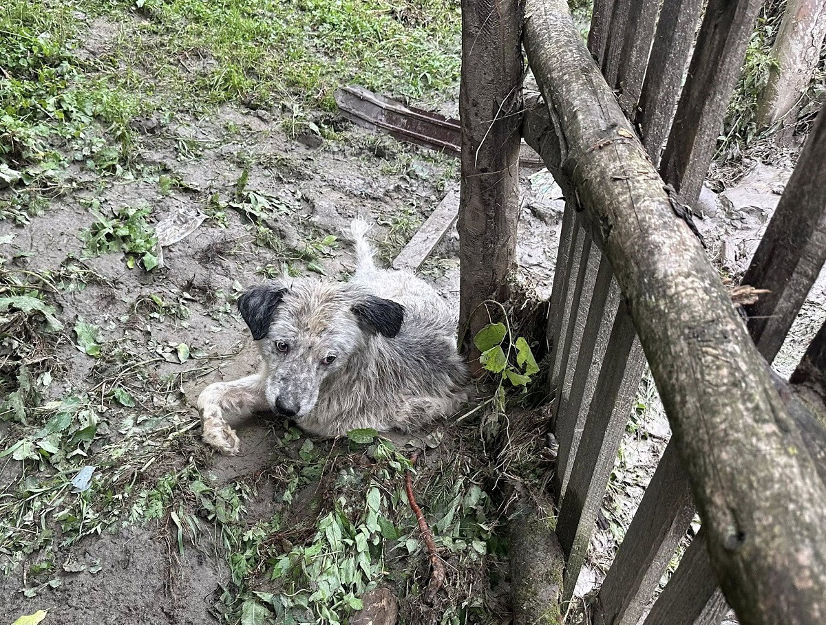 caine inundatii Brosteni