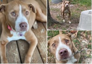 caine abandonat de stapani