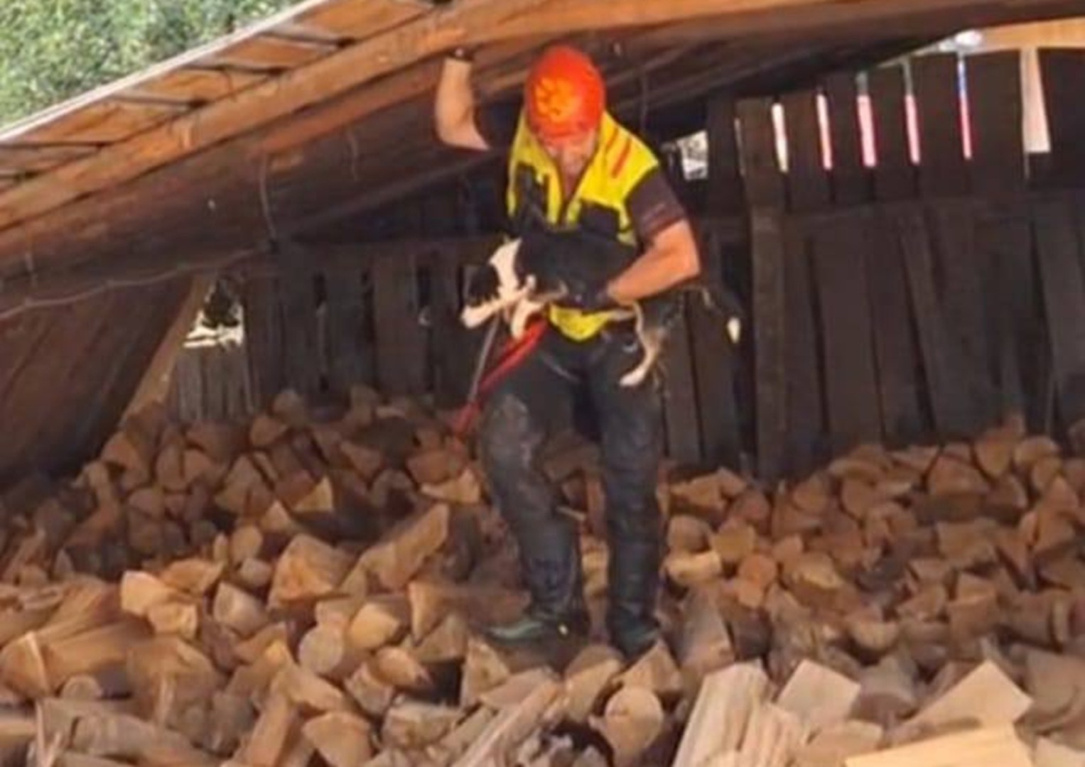 Câine salvat de un salvamontist