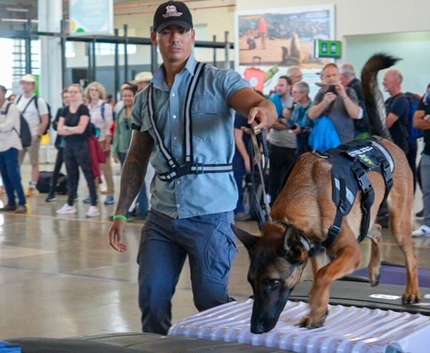Un câine verifică bagajele în aeroport