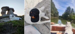 cainele se plimba la mare si la munte