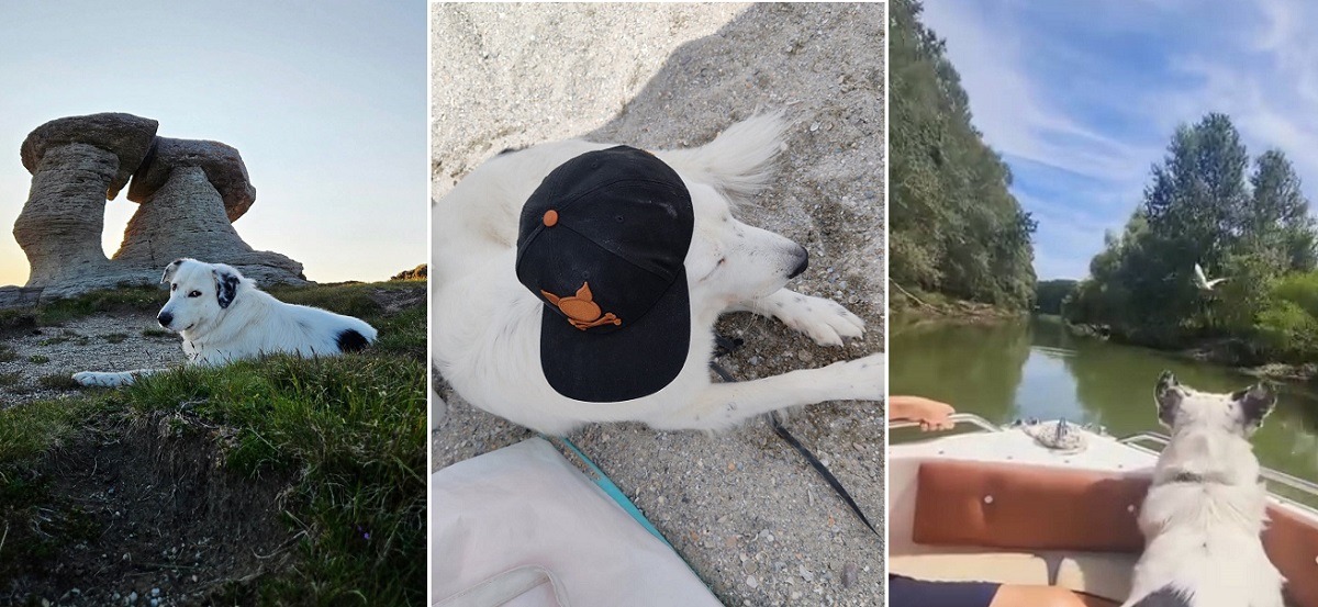 cainele se plimba la mare si la munte