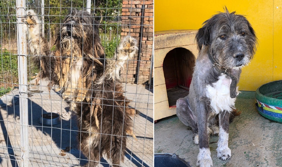 cainele Max a fost tuns si spalat