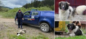 cainele tarat cu masina de stapana isi revine