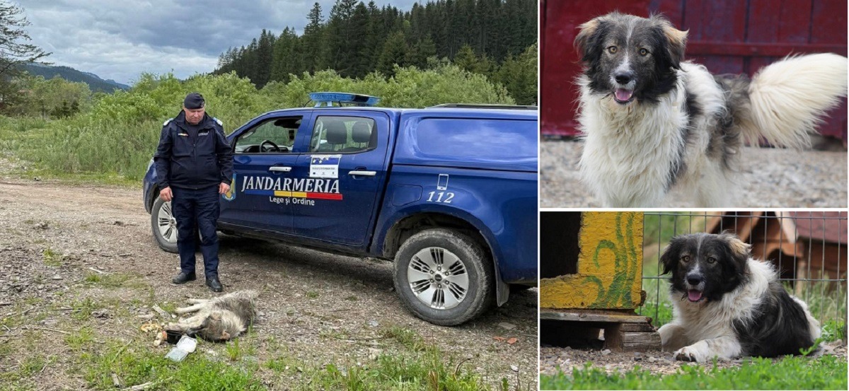 cainele tarat cu masina de stapana isi revine