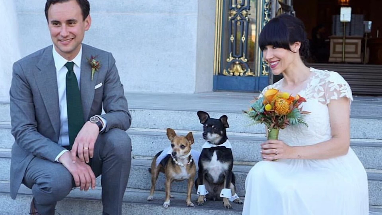 caini prezenti la nunta stapanilor