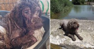 cainele acoperit de cruste s-a vindecat